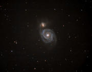 M51 - Cani da Caccia